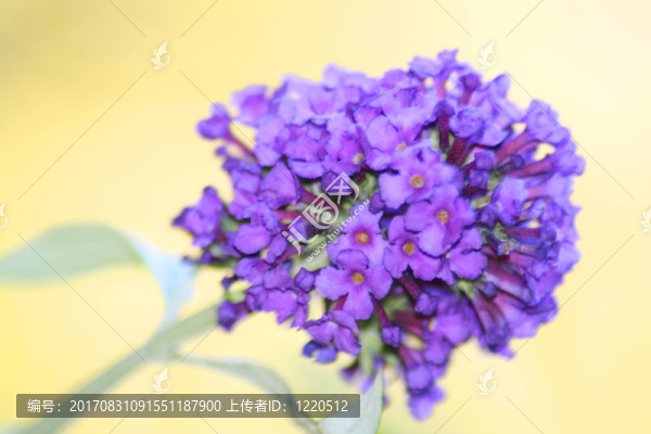 丁香花