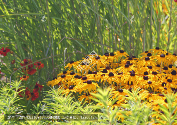 花園