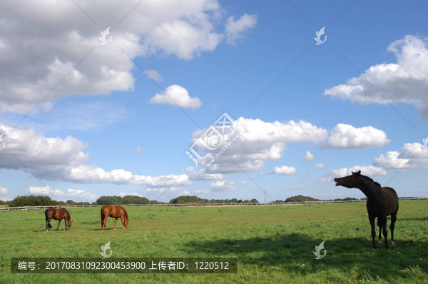 馬
