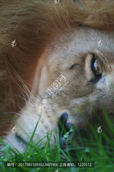 獅子醒來(lái)