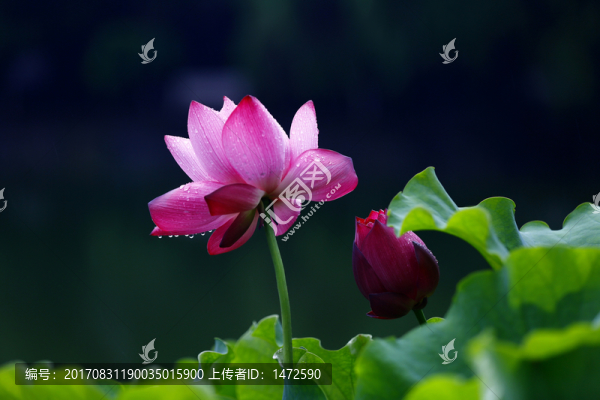 雨荷