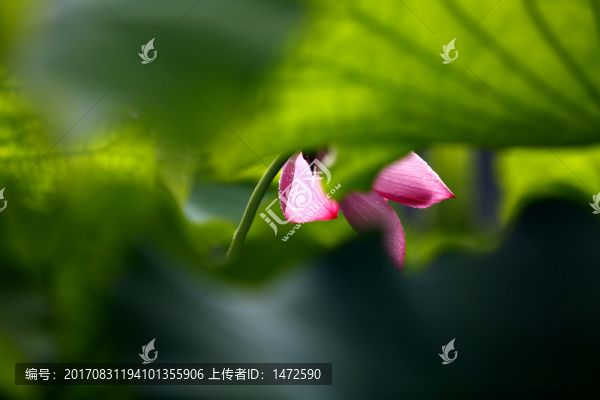 雨荷