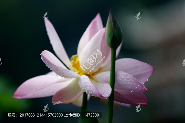 雨荷