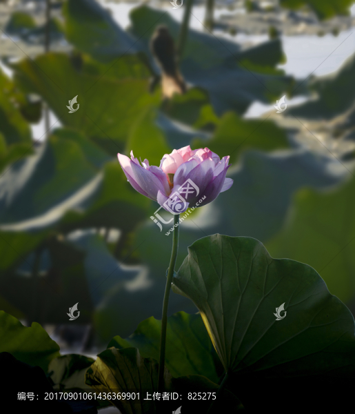 日湖荷花