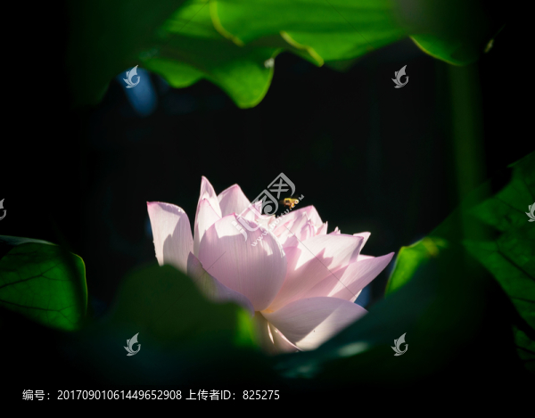 日湖荷花