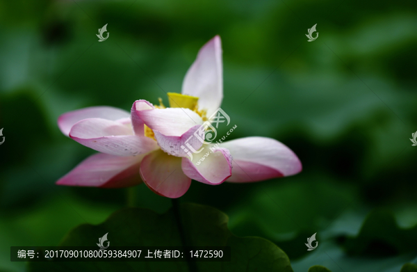 雨荷