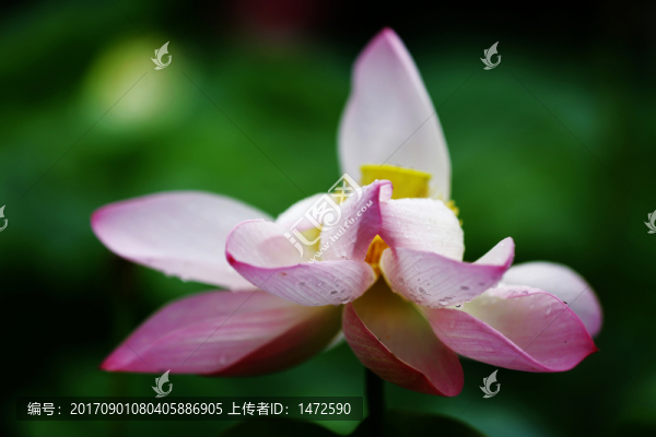 雨荷