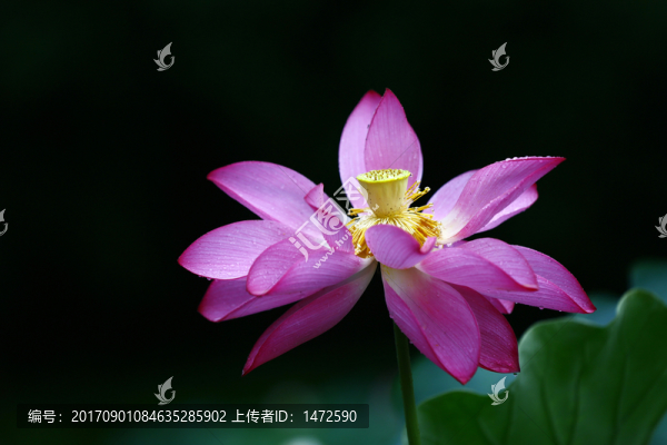 雨荷