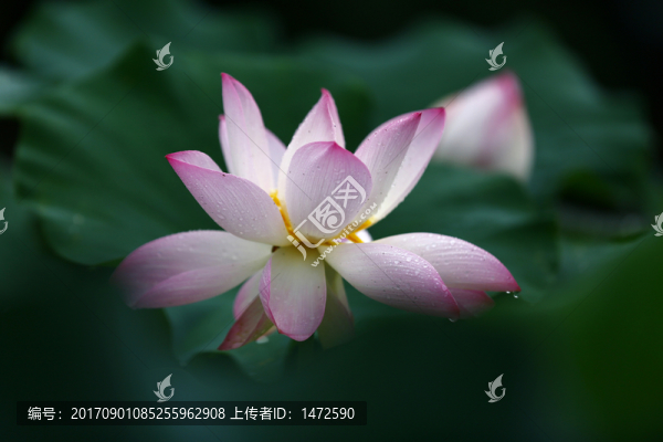 雨荷