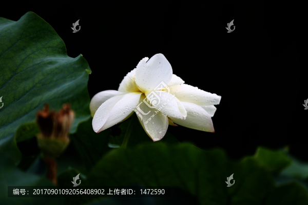 雨荷