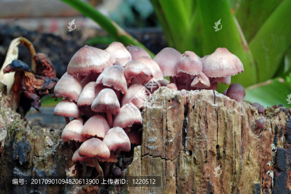 我xylobiont