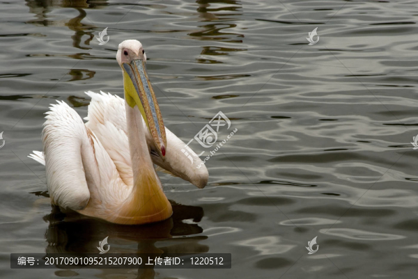 非洲鵜鶘