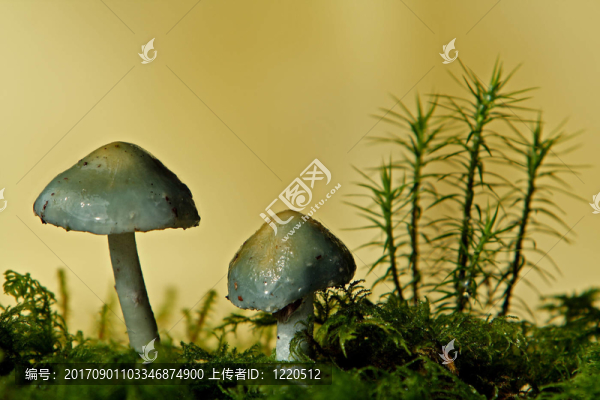 GRünspantr？uschling銅綠球蓋菇