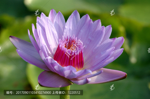 水百合