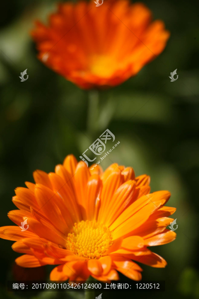 金盞花