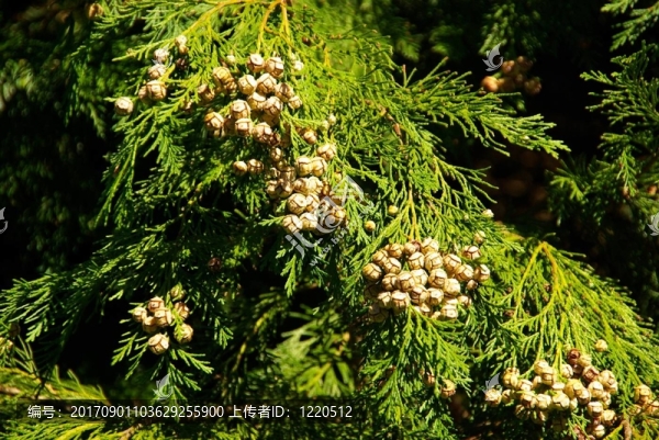 樹