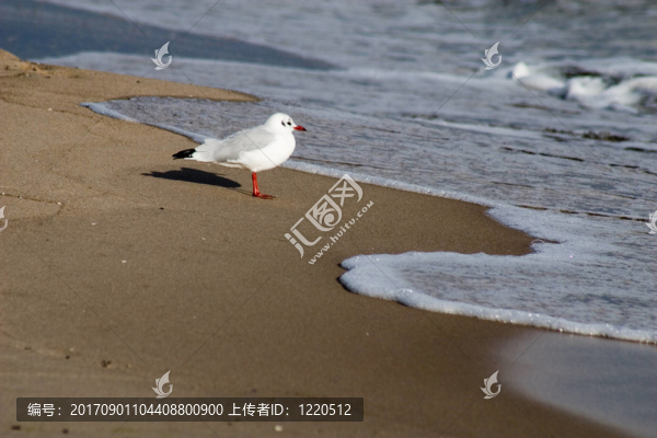 海鷗與波浪泡沫