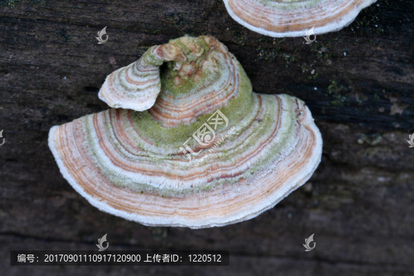 綠色