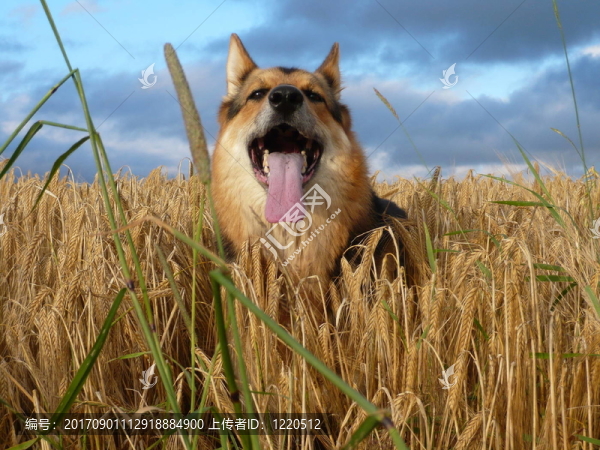 德國(guó)牧羊犬