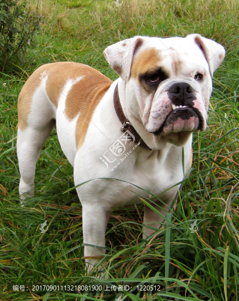 英國(guó)斗牛犬