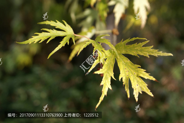 葉色