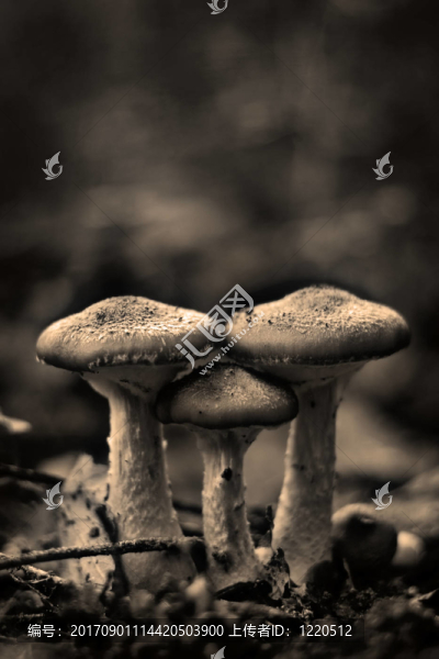 家庭的蘑菇