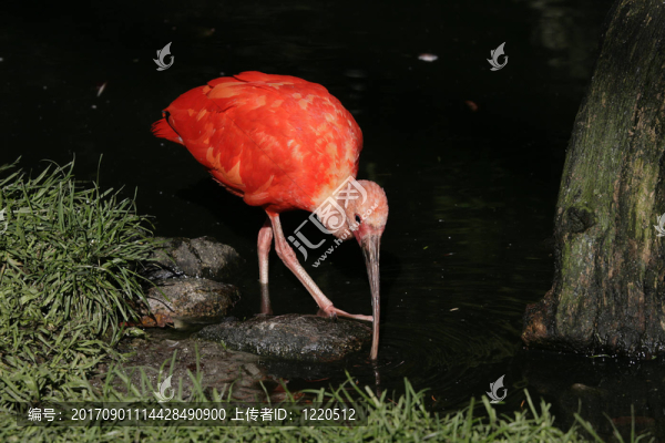 朱鷺