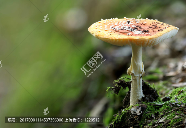 粉木耳