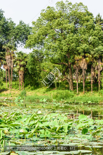 玄武湖公園荷塘