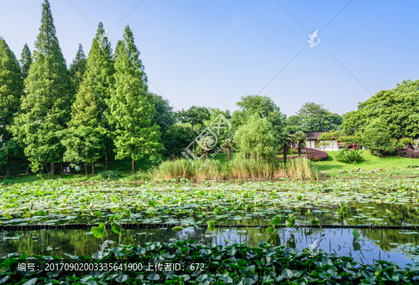 玄武湖公園荷塘