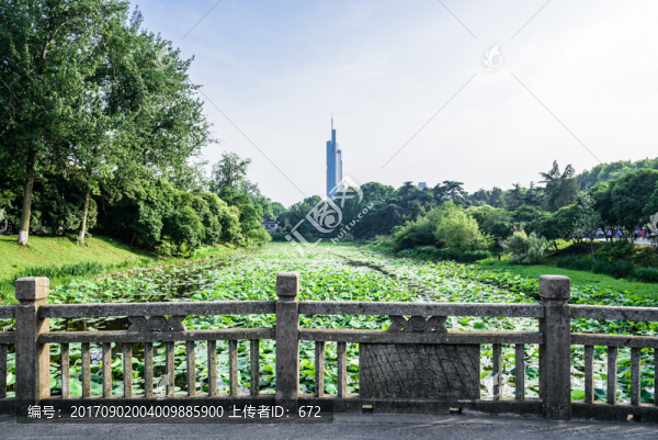 玄武湖公園荷塘