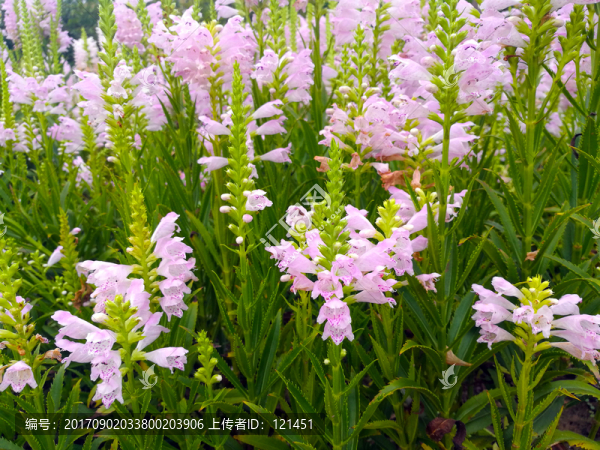 杉葉藻,母馬的尾巴,植物,池塘