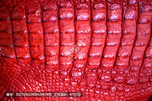 展會(huì),展品,鱷魚,皮,鱷魚皮