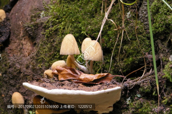 蘑菇