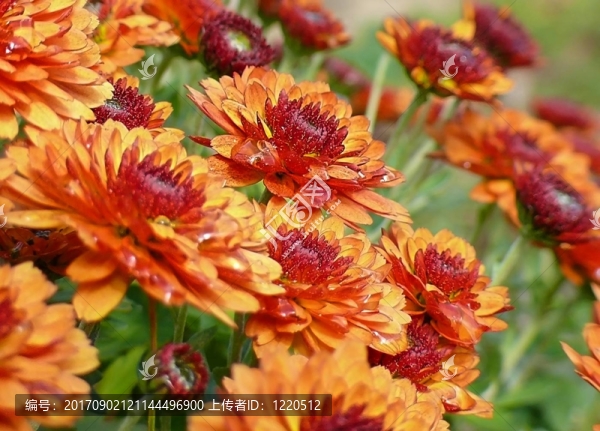 菊花雨后