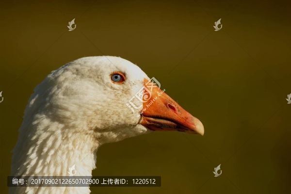 鵝的肖像