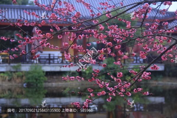 橘子洲梅園梅花