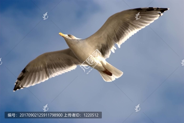 藍鳥