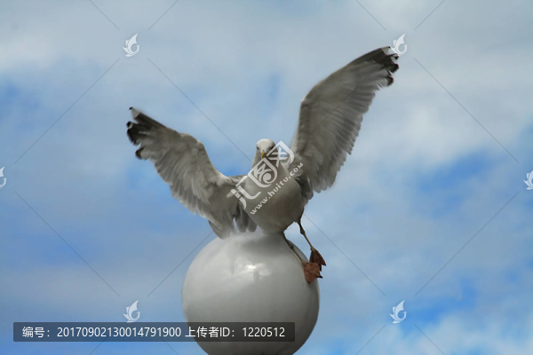 鳥