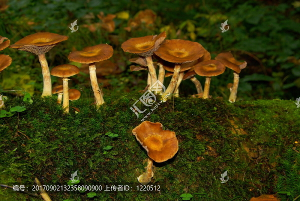 stockschw？mmchen,04
