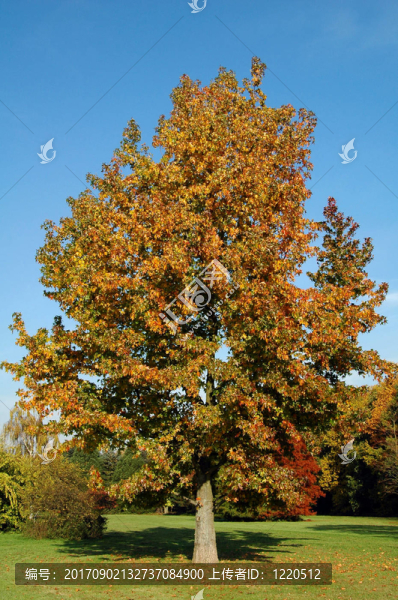 herbstkleid