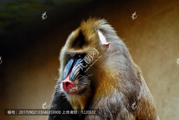 頂桿