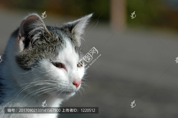 貓2