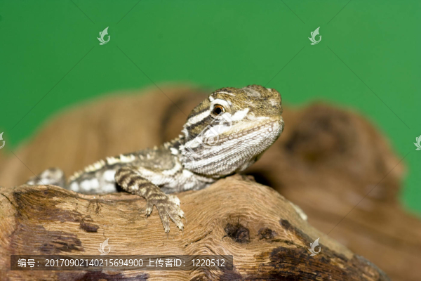 zwergbartagame