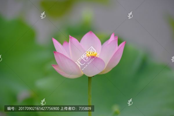 一朵荷花