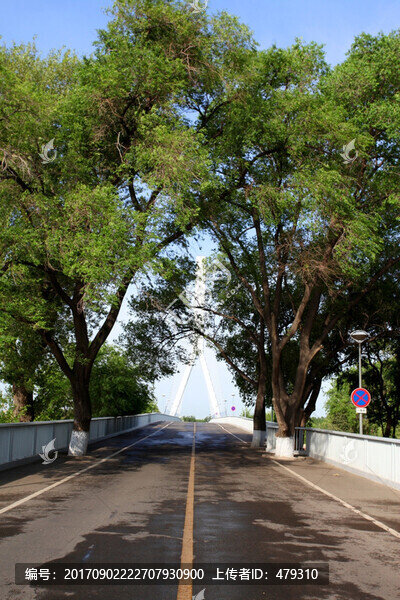 太陽島,哈爾濱,路,公路,風景