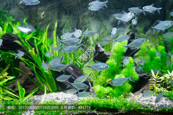 魚缸背景圖