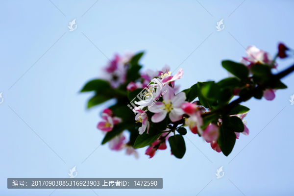 垂絲海棠