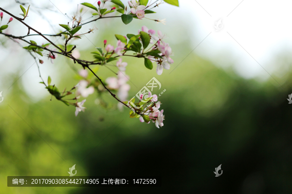 垂絲海棠