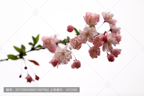 垂絲海棠